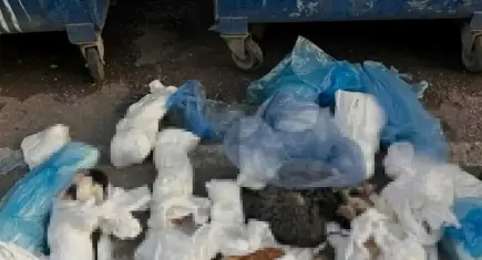 İzmir’de 33 kedinin ölümüyle ilgili soruşturmada yeni gelişme: Savcılık itiraz etti, veteriner yeniden gözaltına alındı