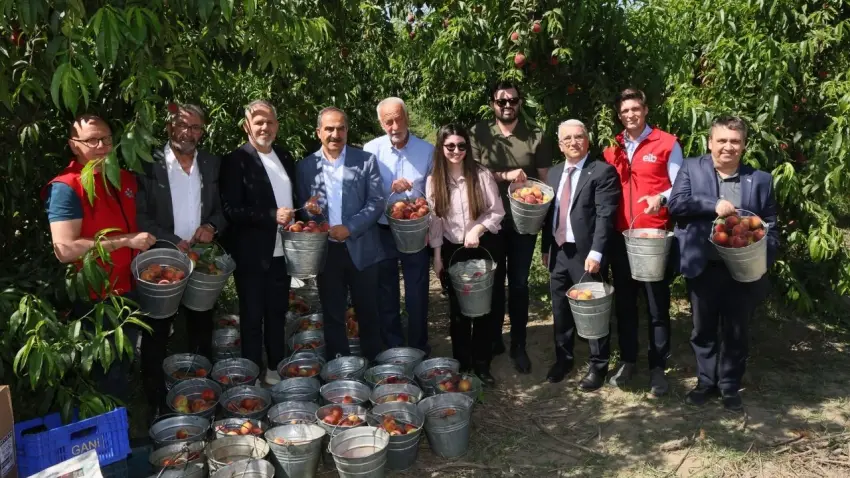 Selçuk’ta sezonun ilk şeftali ve nektarin hasadı haberinin görseli