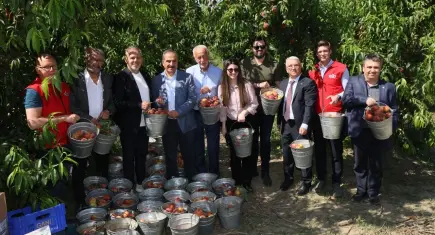 Selçuk’ta sezonun ilk şeftali ve nektarin hasadı