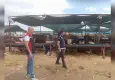 Çiğli’de bayram öncesi kurban alanlarında sıkı denetim