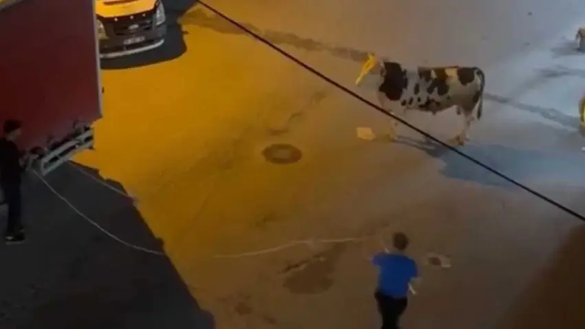 Sultanbeyli’de sıra dışı firar: Kurbanlık boğa kuaför salonuna daldı! haberinin görseli