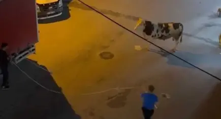 Sultanbeyli’de sıra dışı firar: Kurbanlık boğa kuaför salonuna daldı!