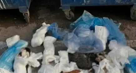İzmir’de 33 kedinin ölü bulunduğu olayda veteriner tutuklandı