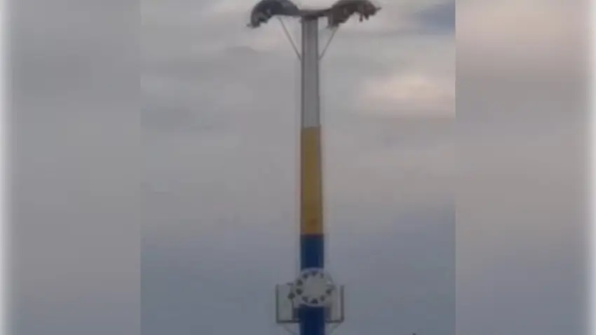 İzmir Buca'da baş aşağı mahsur kaldılar