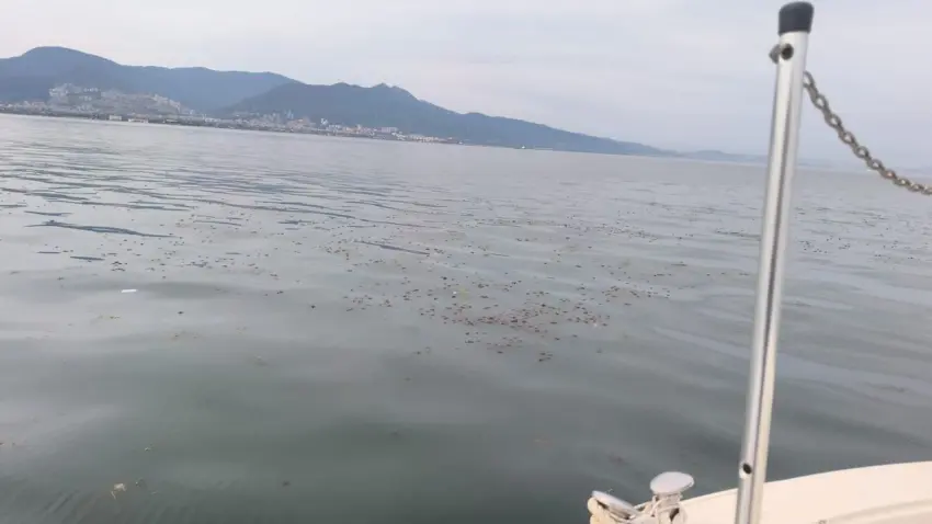 İzmir Körfezi’nde deniz marulu seferberliği: 7 amfibik araçla kesintisiz mesai haberinin görseli