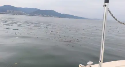 İzmir Körfezi’nde deniz marulu seferberliği: 7 amfibik araçla kesintisiz mesai