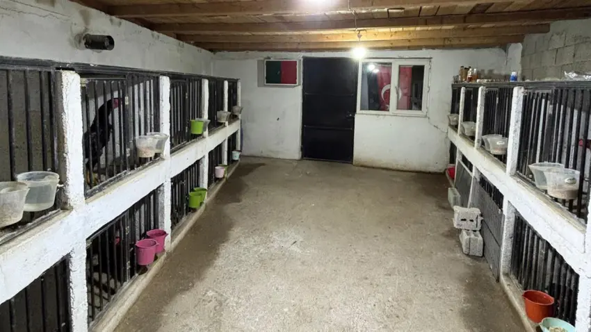 Horoz dövüşü operasyonunda 39 kişiye 508 bin 248 lira ceza haberinin görseli