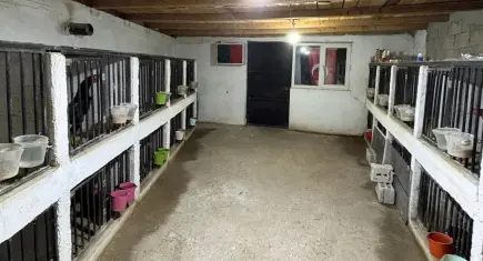 Horoz dövüşü operasyonunda 39 kişiye 508 bin 248 lira ceza