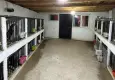 Horoz dövüşü operasyonunda 39 kişiye 508 bin 248 lira ceza