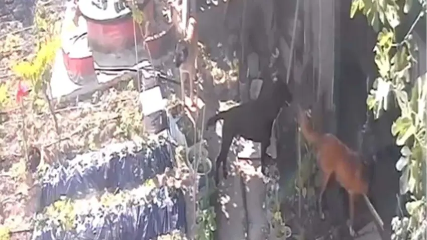 Kümese giren sokak köpekleri 30 tavuğu telef etti haberinin görseli