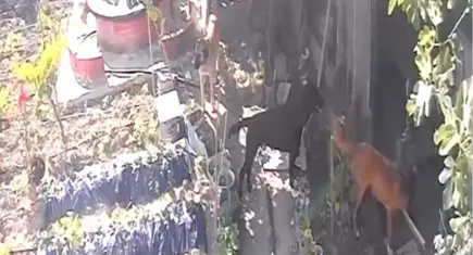 Kümese giren sokak köpekleri 30 tavuğu telef etti