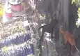 Kümese giren sokak köpekleri 30 tavuğu telef etti