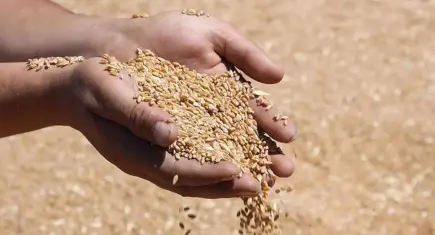 2026 hububat alım ve satış fiyatları açıklandı