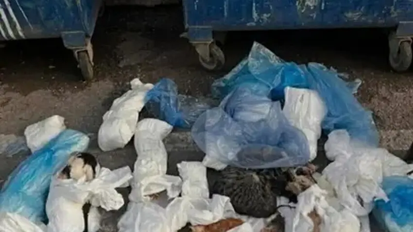 33 kedinin ölümü sonrası imza kampanyası: Klinik kapatılsın ve sorumlular yargılansın haberinin görseli