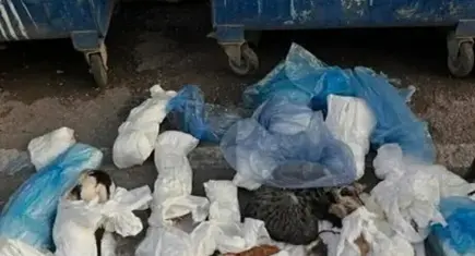 33 kedinin ölümü sonrası imza kampanyası: Klinik kapatılsın ve sorumlular yargılansın