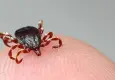 Havalar ısındı, KKKA riski arttı
