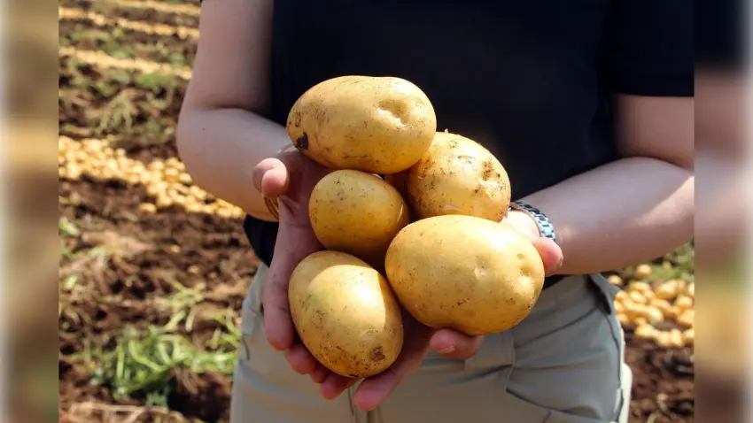 Adana’da patates hasadı tam gaz: Tarlada kilo fiyatı 20 TL’ye geriledi haberinin görseli