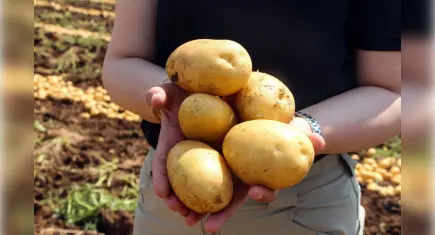 Adana’da patates hasadı tam gaz: Tarlada kilo fiyatı 20 TL’ye geriledi