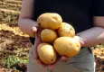 Adana’da patates hasadı tam gaz: Tarlada kilo fiyatı 20 TL’ye geriledi