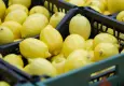 Limon ihracatında miktar geriledi, gelir arttı