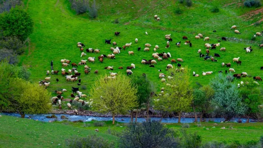 Yağışlar meraları yeşertti: Küçükbaş hayvancılıkta yem maliyetleri düşüyor haberinin görseli