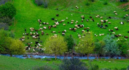 Yağışlar meraları yeşertti: Küçükbaş hayvancılıkta yem maliyetleri düşüyor