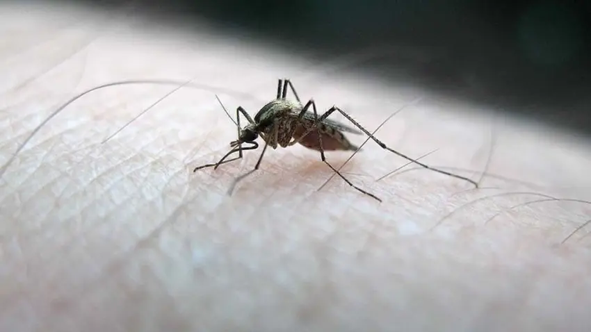 Sivrisinek sorunun baş aktörü “Aedes” haberinin görseli