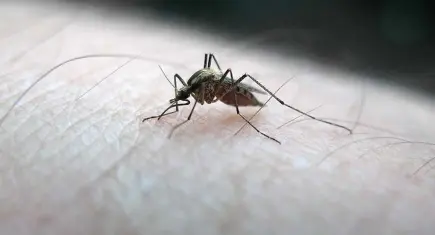 Sivrisinek sorunun baş aktörü “Aedes”