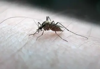 Sivrisinek sorunun baş aktörü “Aedes”