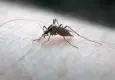 Sivrisinek sorunun baş aktörü “Aedes”
