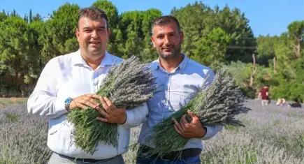 Seferihisar’da Lavanta Hasat Şenliği heyecanı