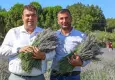 Seferihisar’da Lavanta Hasat Şenliği heyecanı