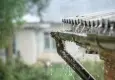 Yağmurun yağdığı yerde büyük deprem olmaz!