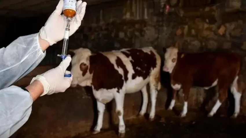 Gökçeada, şap hastalığından aşılı ari bölge olarak tescillendi haberinin görseli