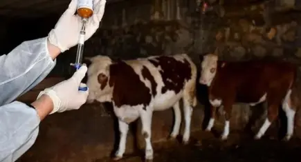 Gökçeada, şap hastalığından aşılı ari bölge olarak tescillendi