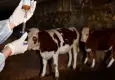 Gökçeada, şap hastalığından aşılı ari bölge olarak tescillendi
