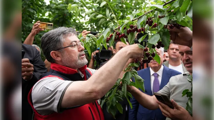 Kuzey Yarımküre’nin ilk kiraz hasadında müjde: 2026 desteklerini güncellenecek haberinin görseli
