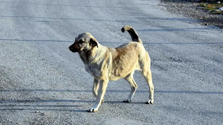 Bakan Çiftçi’den sokak köpekleri açıklaması haberinin görseli