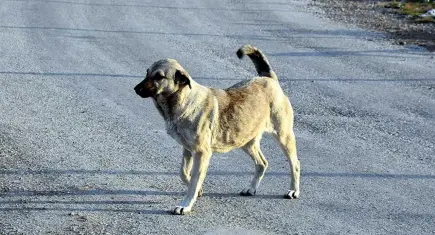 Bakan Çiftçi’den sokak köpekleri açıklaması