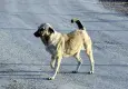 Bakan Çiftçi’den sokak köpekleri açıklaması