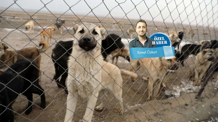 Toplama var, yer yok: Hayvanlar ölüme mahkum haberinin görseli