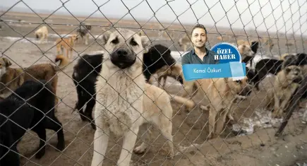 Toplama var, yer yok: Hayvanlar ölüme mahkum