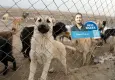 Toplama var, yer yok: Hayvanlar ölüme mahkum