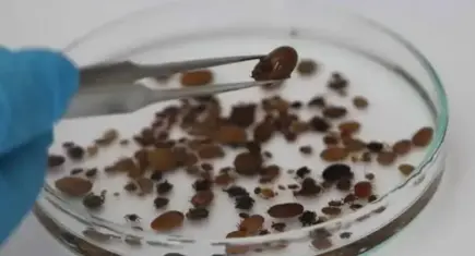 İklim değişikliği ve bilinçsiz ilaç kullanımı kene popülasyonunu artırdı