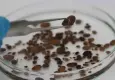 İklim değişikliği ve bilinçsiz ilaç kullanımı kene popülasyonunu artırdı