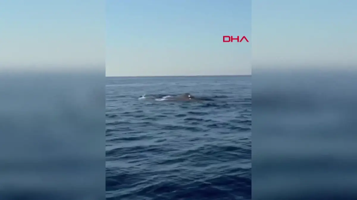 Amatör balıkçı, Akdeniz'de balina görüntüledi görseli