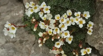 Aşkı için zirveye tırmandı: Düldül Dağı’nda keşfedilen yeni çiçeğe eşinin adını verdi!