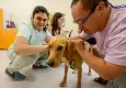 Terk edilen patili dost Bal, engelli hizmeti merkezinin neşesi oldu