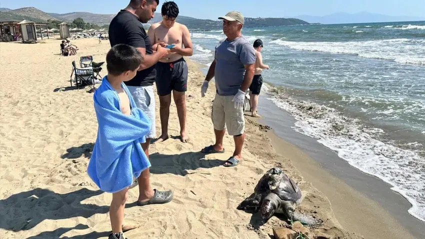 İzmir'de yüzgecine parke taşı bağlanan deniz kaplumbağası ölü bulundu haberinin görseli