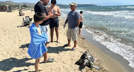 İzmir'de yüzgecine parke taşı bağlanan deniz kaplumbağası ölü bulundu